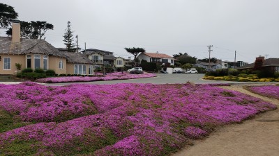 THE CARPET OF FLOWERS - PACIFIC GROVE LOVERS POINT