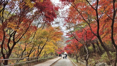 대둔산 가을단풍