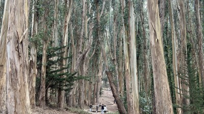 숲 안에 예술이 있다, 매혹의 트레일 Lover's Lane