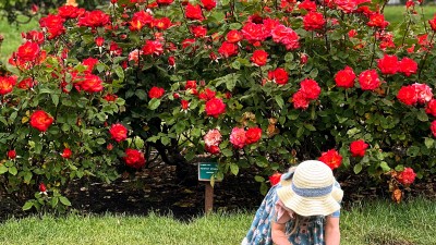 삶의 꽃으로 남는 시간, Rose Garden