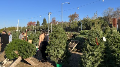 크리스마스 트리 무엇을 고를까, 생나무 vs 인조나무