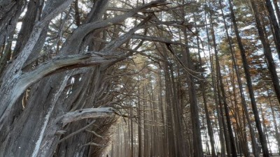 바다생물을 만나고 사이프레스 숲길을 걷다, 피츠제랄드 해양보호구역 Fitzgerald Marine Reserve