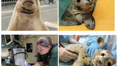 해양포유류 종합병원, The Marine Mammal Center